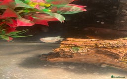 Other/Mixed Breed fish for sale: Male Map Turtle & 12 Fish with full setup - Image 6