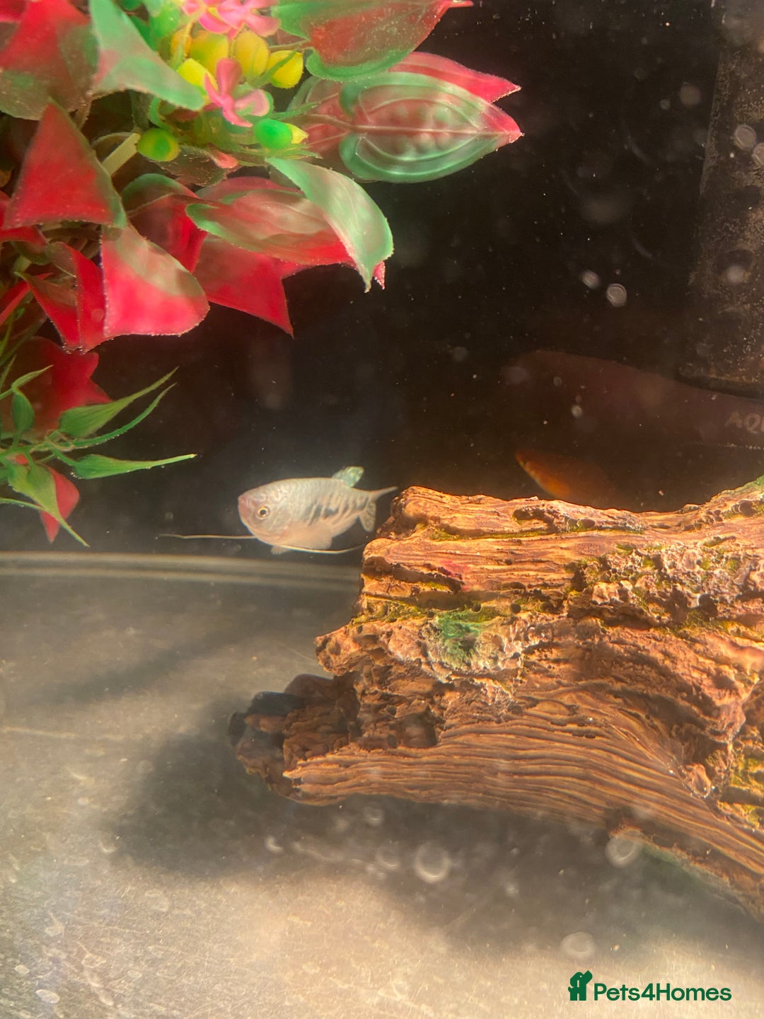 Other/Mixed Breed fish for sale: Male Map Turtle & 12 Fish with full setup - Image 6