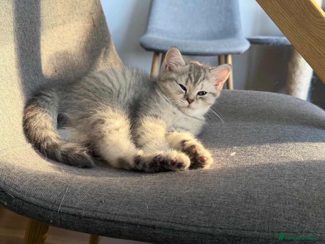 Scottish Fold cats for sale: Perfect  **  - Advert 15