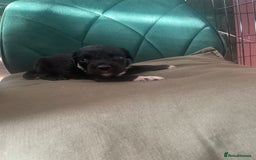 Mixed Breed dogs for sale: Cocker Collie puppies  - Image 19
