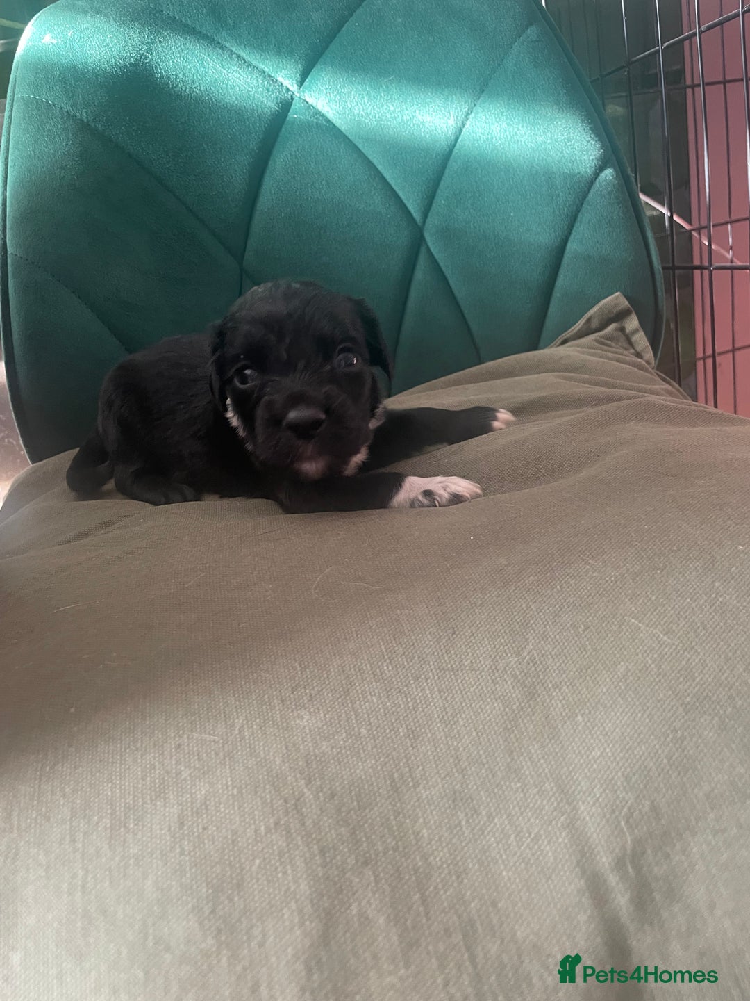 Mixed Breed dogs for sale: Cocker Collie puppies  - Image 19