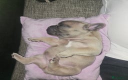 French Bulldog dogs for sale: Beautiful Blue French Bulldog  - Image 10