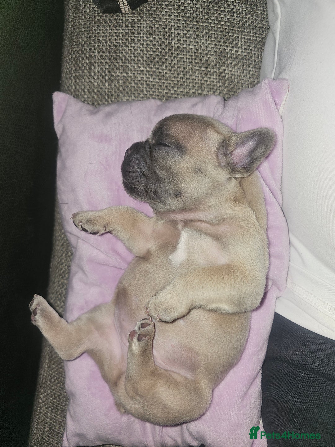 French Bulldog dogs for sale: Beautiful Blue French Bulldog  - Image 10