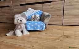 Maltese dogs for sale: KC Korean Maltese Terrier Puppies - Image 8