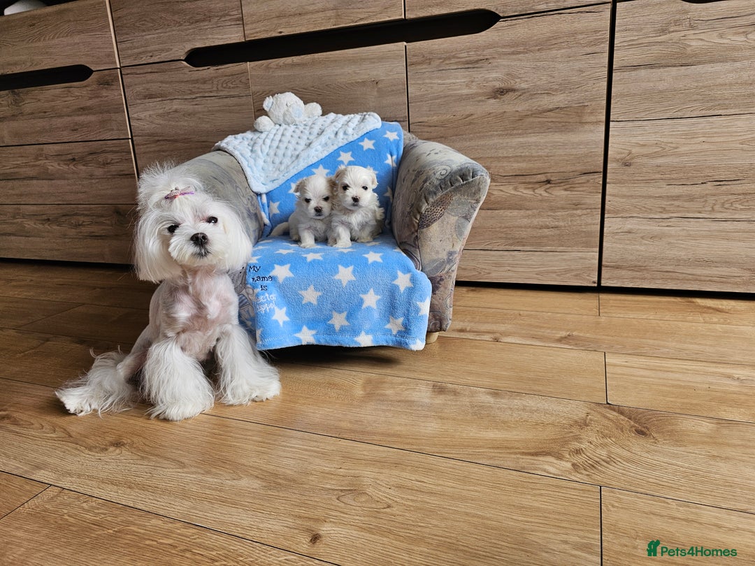 Maltese dogs for sale: KC Korean Maltese Terrier Puppies - Image 8