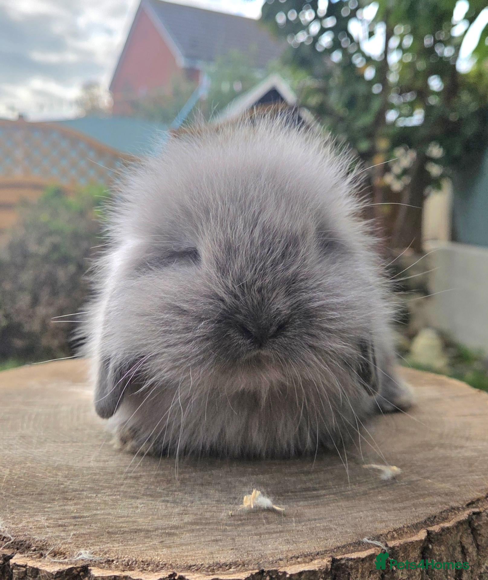 Angora rabbits for sale:  Super fluffy baby teddywidder ready now - Advert 1