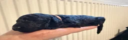 Cockapoo dogs for sale: Stunning Black & Brown Cockapoo Puppies! 🐾 - Advert 5