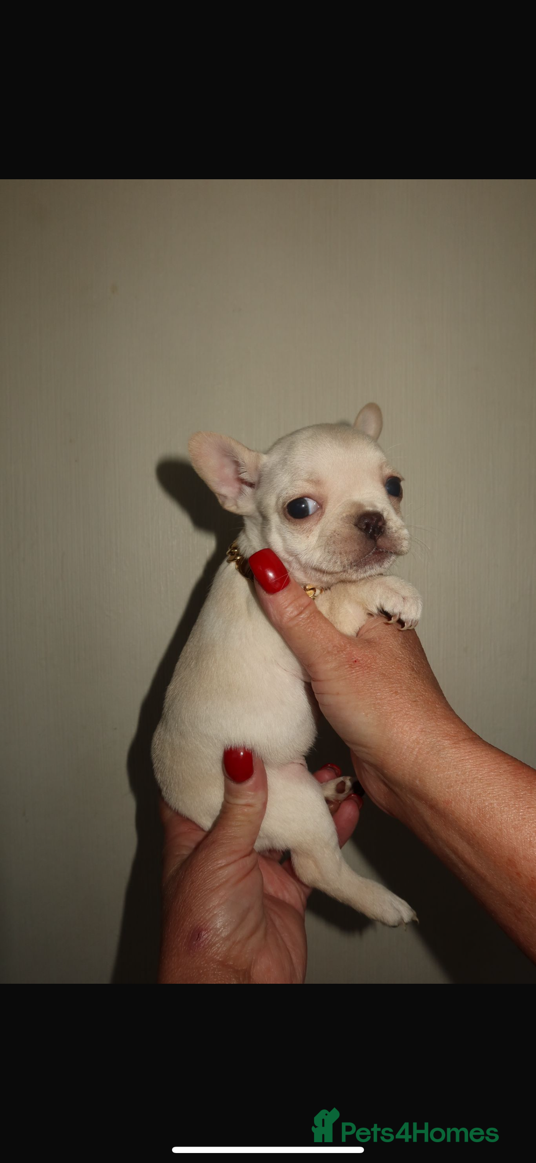 French Bulldog dogs for sale: Reduced! Stunning french bulldogs  - Advert 12