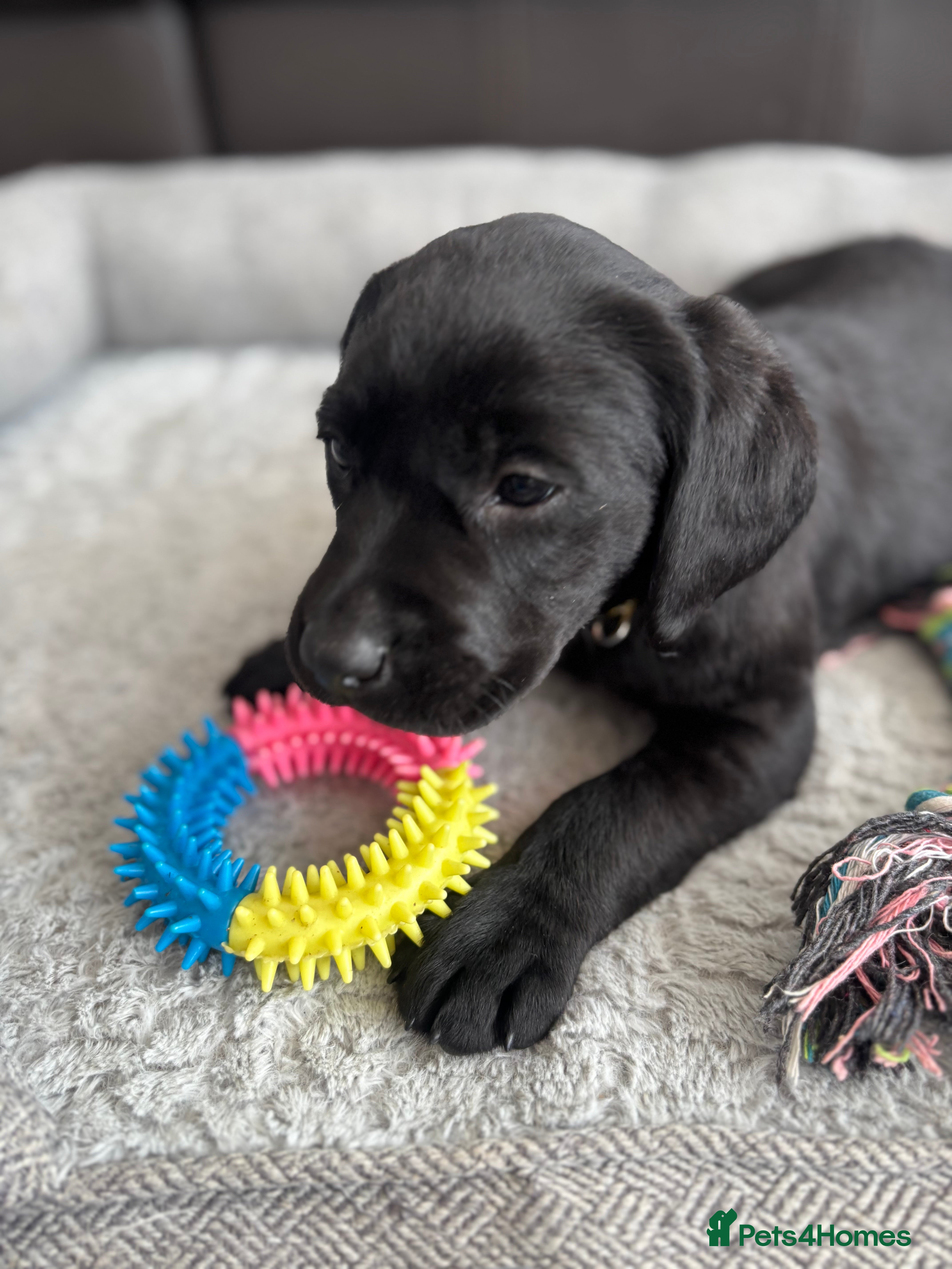 Labrador Retriever dogs KC Labrador Puppies - Advert 2