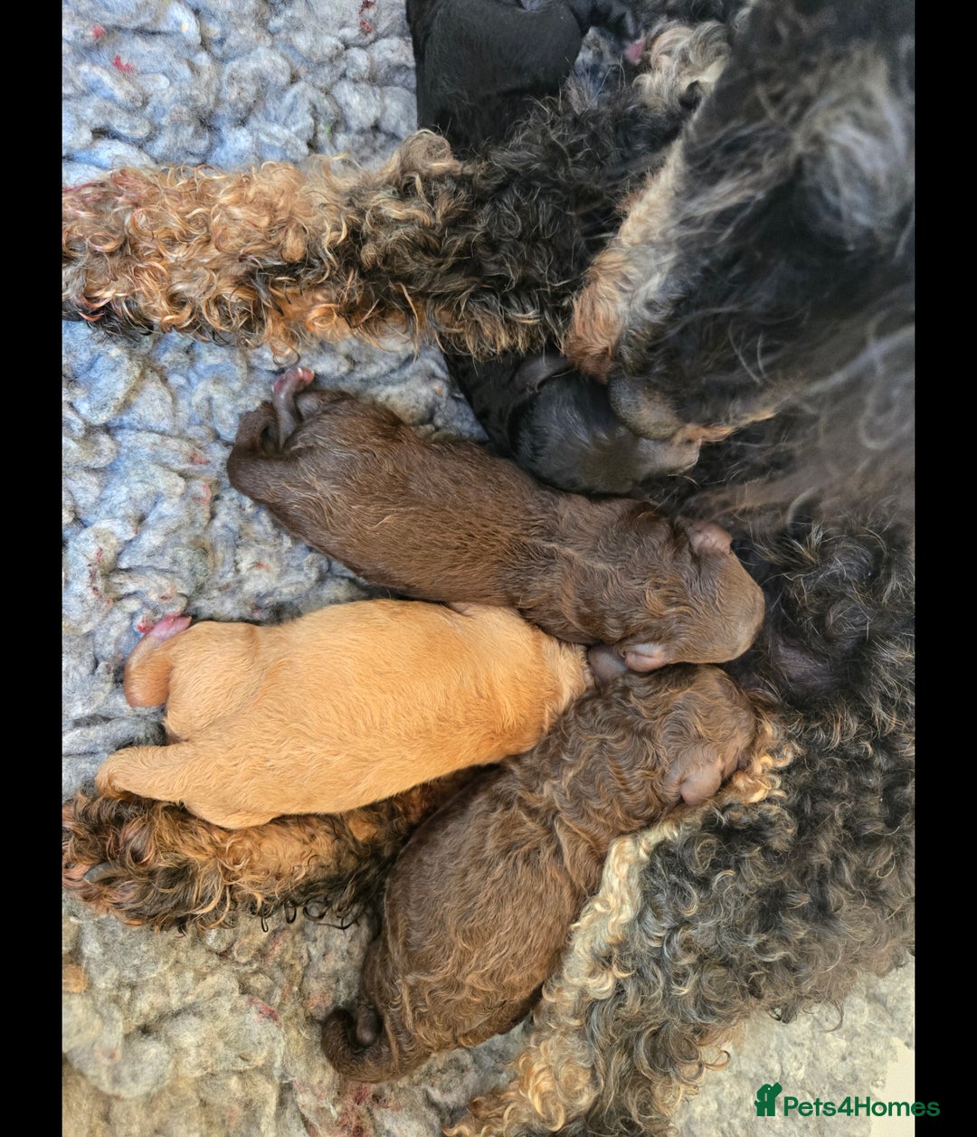 Cavapoo dogs for sale: 1 SMALL RED GIRL READY TO GO NOW!!  - Image 14