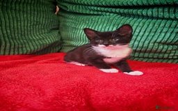 Mixed Breed cats for sale: Four Gorgeous Tuxedo & Tabby Kittens  - Image 10