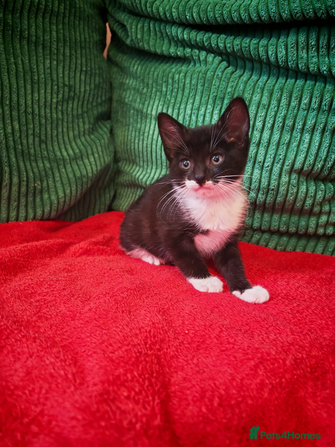 Mixed Breed cats for sale: Four Gorgeous Tuxedo & Tabby Kittens  - Image 10