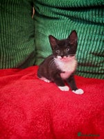 Mixed Breed cats - Advert 4