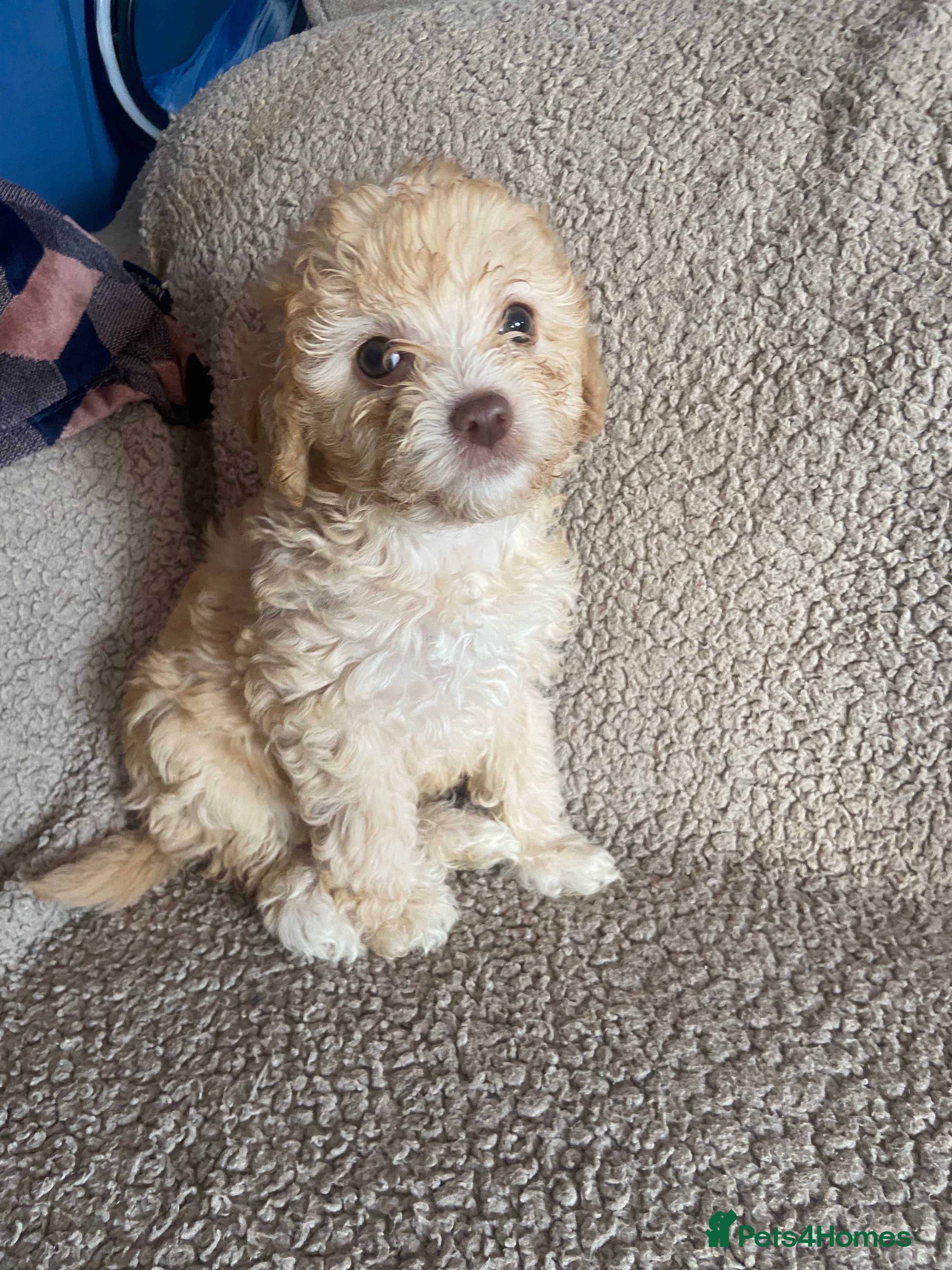 Cavapoo dogs Beautiful cavapoo puppies ready soon!  - Advert 2