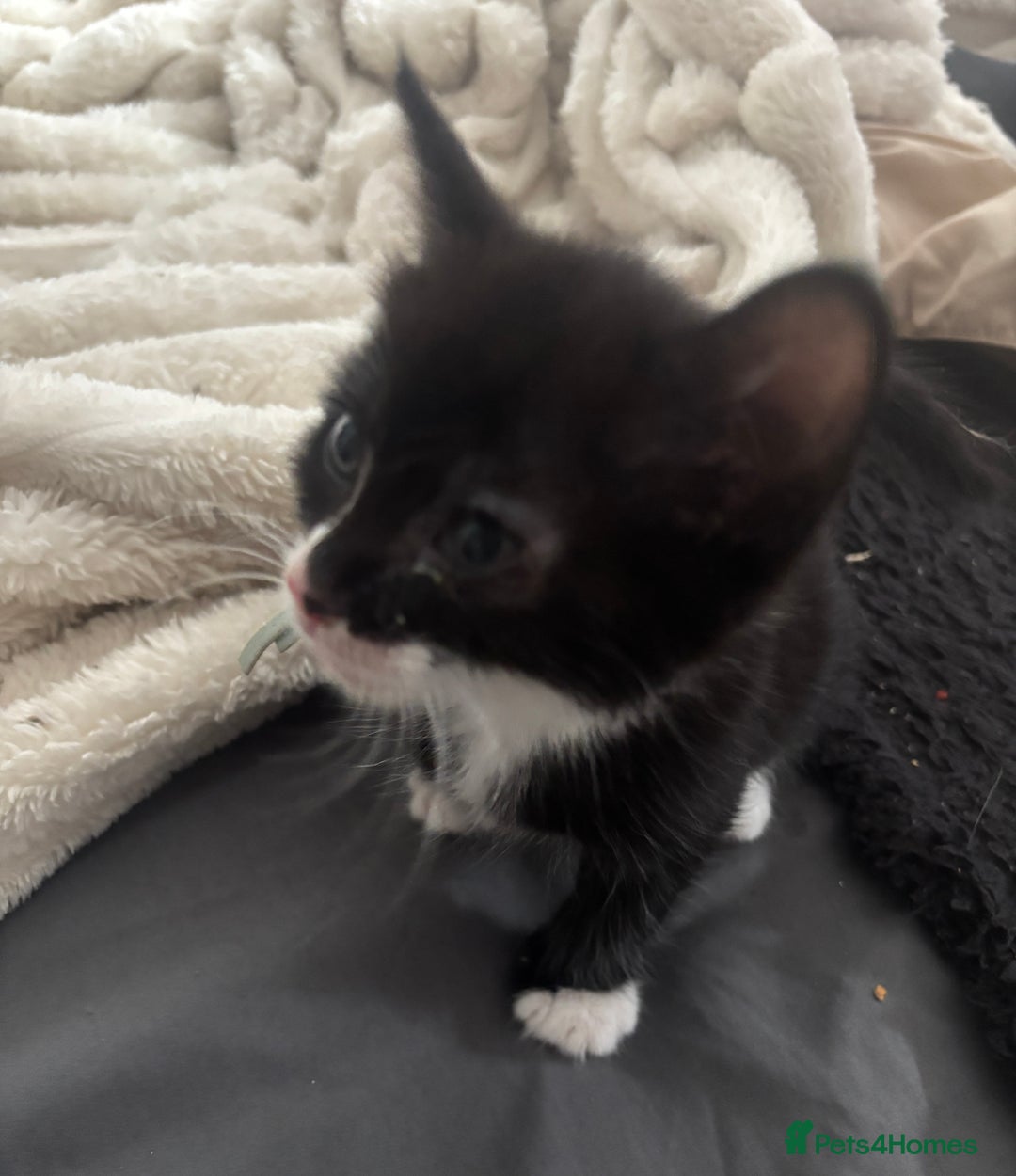 British Shorthair cats for sale: X4 male British shorthair X kittens - Image 8