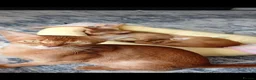 Abyssinian cats for sale: Abyssinian kittens for sale - Advert 12