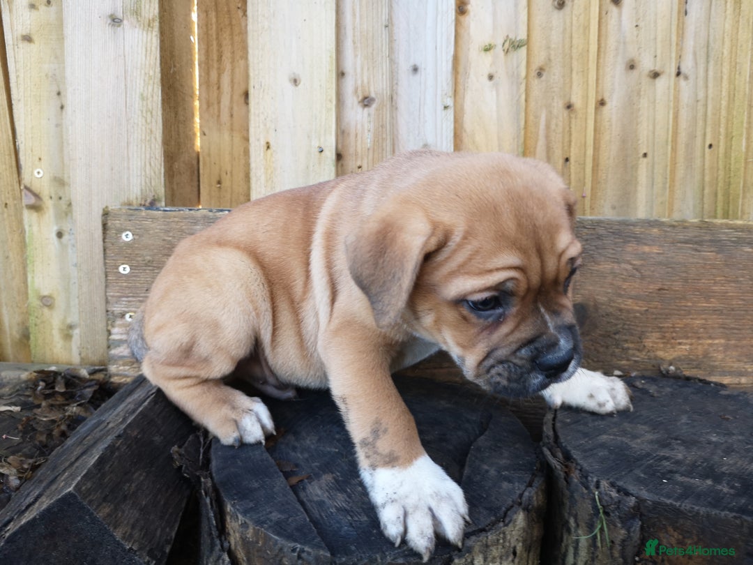 Mixed Breed dogs for sale: Olde english bulldogge x cane corso puppies  - Advert 9