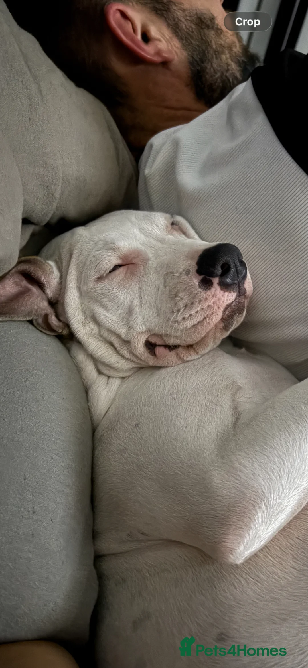 Mixed Breed dogs for sale: 2 loving dogs looking for a new home  - Advert 5