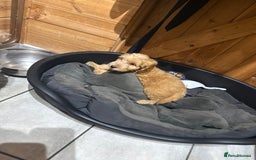 Cockapoo dogs for sale: F1 cockapoo puppies DNA HEALTH TEST CLEAR - Image 13