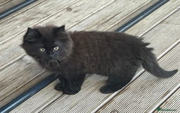Mixed Breed cats for sale: Ready for forever homes NOW - Image 12
