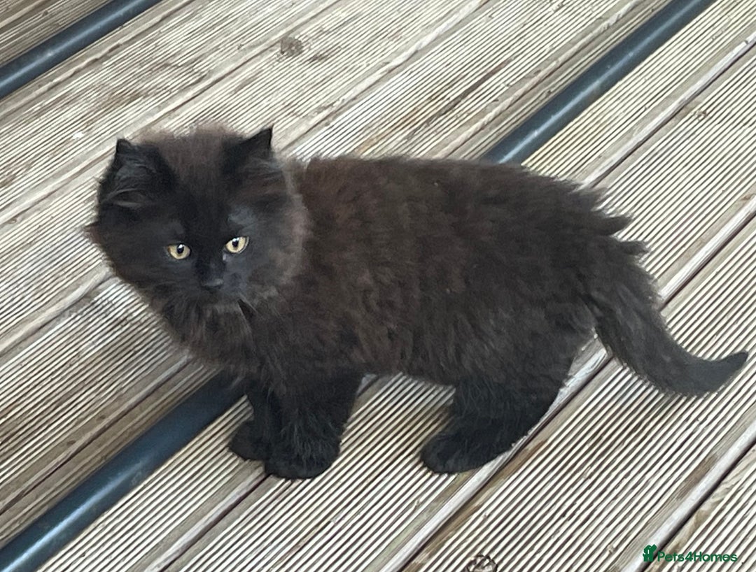 Mixed Breed cats for sale: Ready for forever homes NOW - Image 12