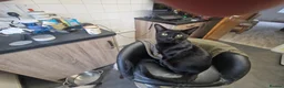 Mixed Breed cats for sale: Black half Siamese kittens & young adults for sale in Abingdon - Advert 4