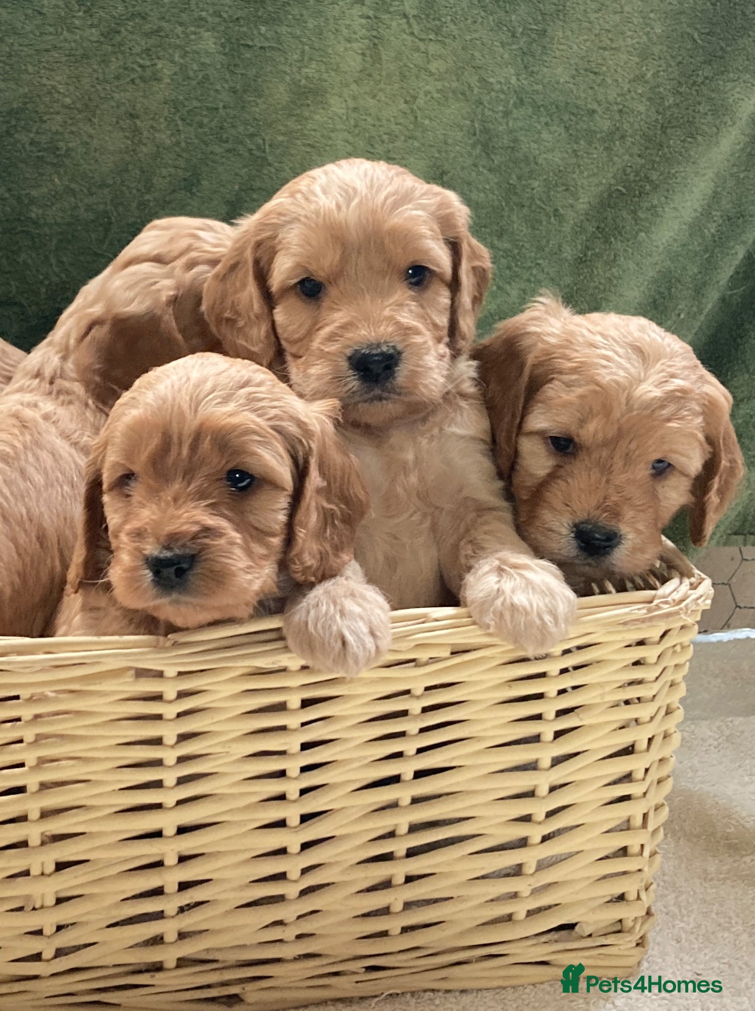 Cockapoo dogs Cuddly Cockapoos - Advert 4