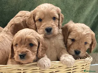 Cockapoo dogs Cuddly Cockapoos - Advert 4