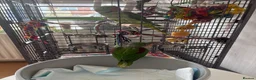 Parakeets birds for sale: Female Alexandrian parakeet  - Advert 3