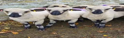 Sheep livestock for sale: Hampshire down ewes and gimmer lambs - Advert 1