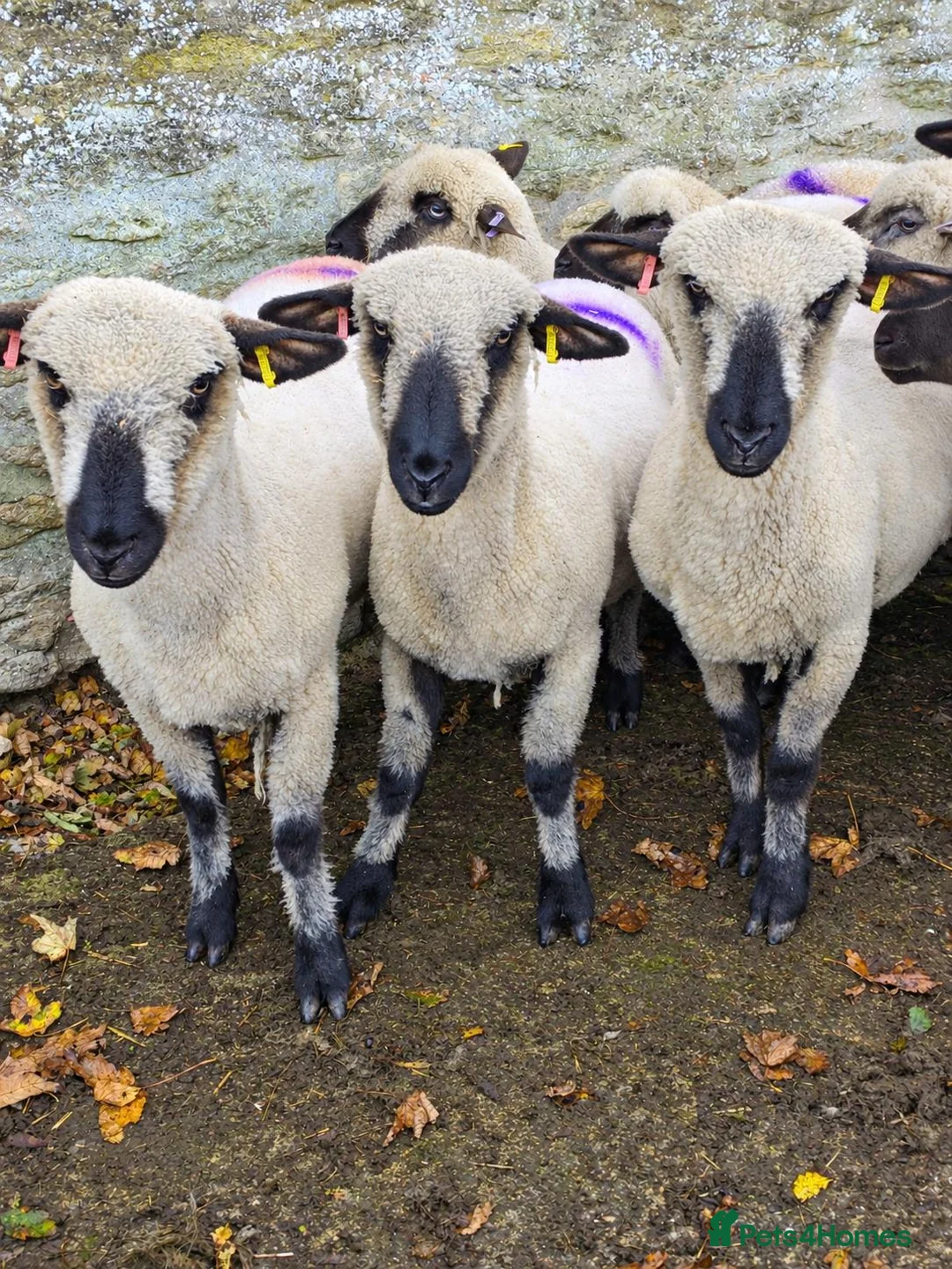 Sheep livestock for sale: Hampshire down ewes and gimmer lambs - Advert 1