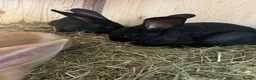 Continental Giant rabbits for sale: Continental giant babies 3girls & 1 boy left - Advert 5