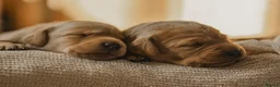 Labrador Retriever dogs for sale: One puppy left!! Health tested Labs-Yellow/Fox Red - Advert 5
