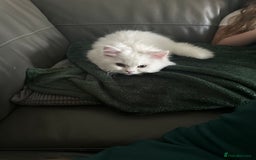 British Longhair cats for sale: Male British longhair - Image 3