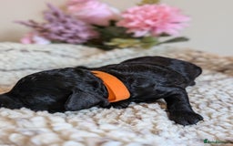 Cockapoo dogs for sale: Toy cockerpoo  - Advert 16