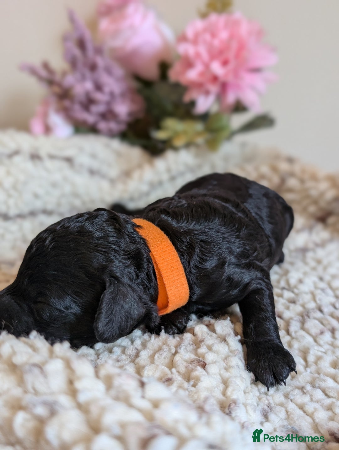 Cockapoo dogs for sale: Toy cockerpoo  - Advert 16