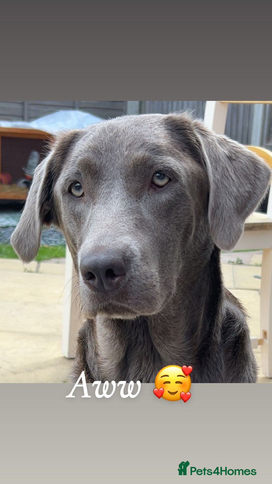 Labrador Retriever dogs for sale: Silver labradors *READY TO LEAVE* - Image 5