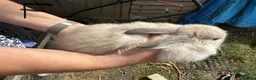 Mixed Breed rabbits for sale: Baby bunnies 2 4 £50 or £30 each - Advert 2