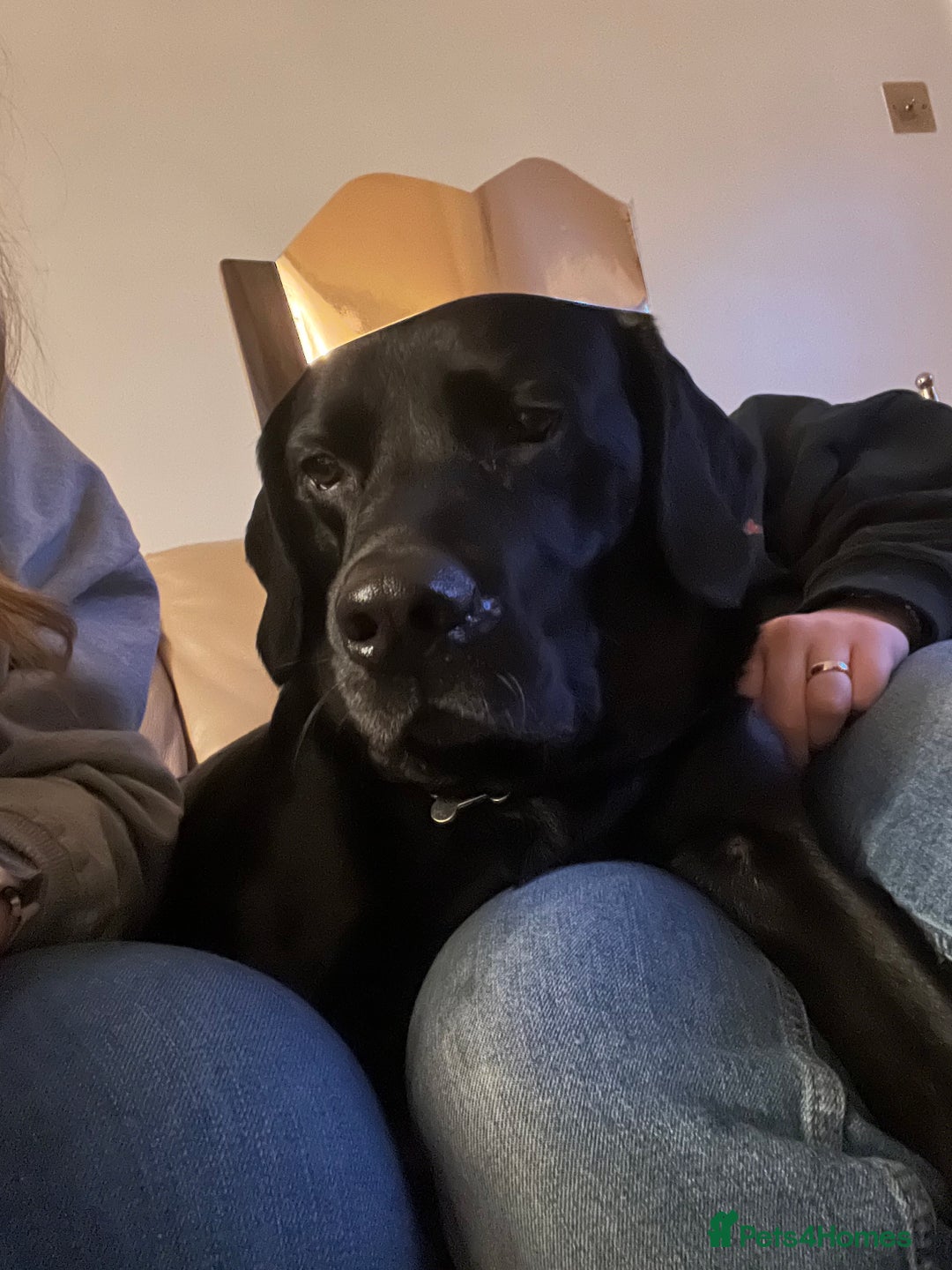 Labrador Retriever dogs for stud: Stud Labrador  - Advert 4