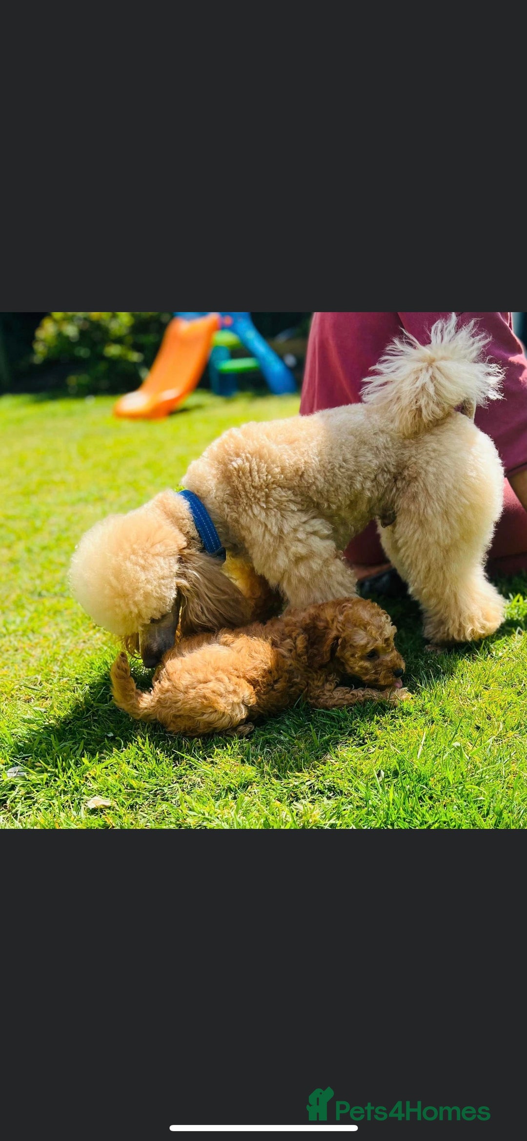 Miniature Poodle dogs for stud: 🇷🇺 Russian import kc reg poodle 🇷🇺  in Newcastle - Advert 13