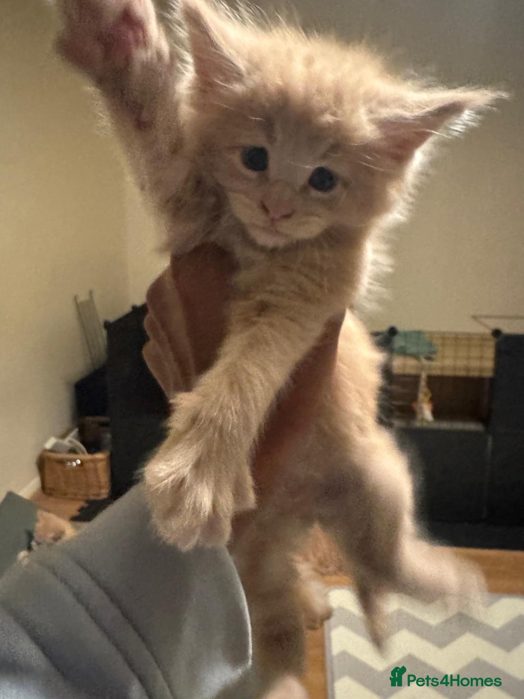 Maine Coon cats for sale: ✨Stunning Maine Coon Kittens Champion Bloodline!✨ - Image 8