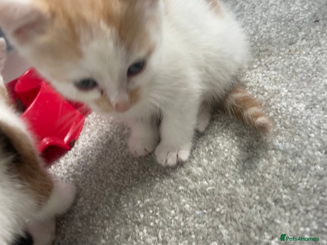 Mixed Breed cats for sale: 3 kittens 2 girls 1 boy  - Image 7