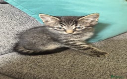 Mixed Breed cats for sale: Stunning kittens (3) - Image 8