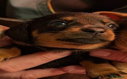 Mixed Breed dogs for sale: 3/4 Mini Dachshund 1/4 Jack Russell - Advert 13