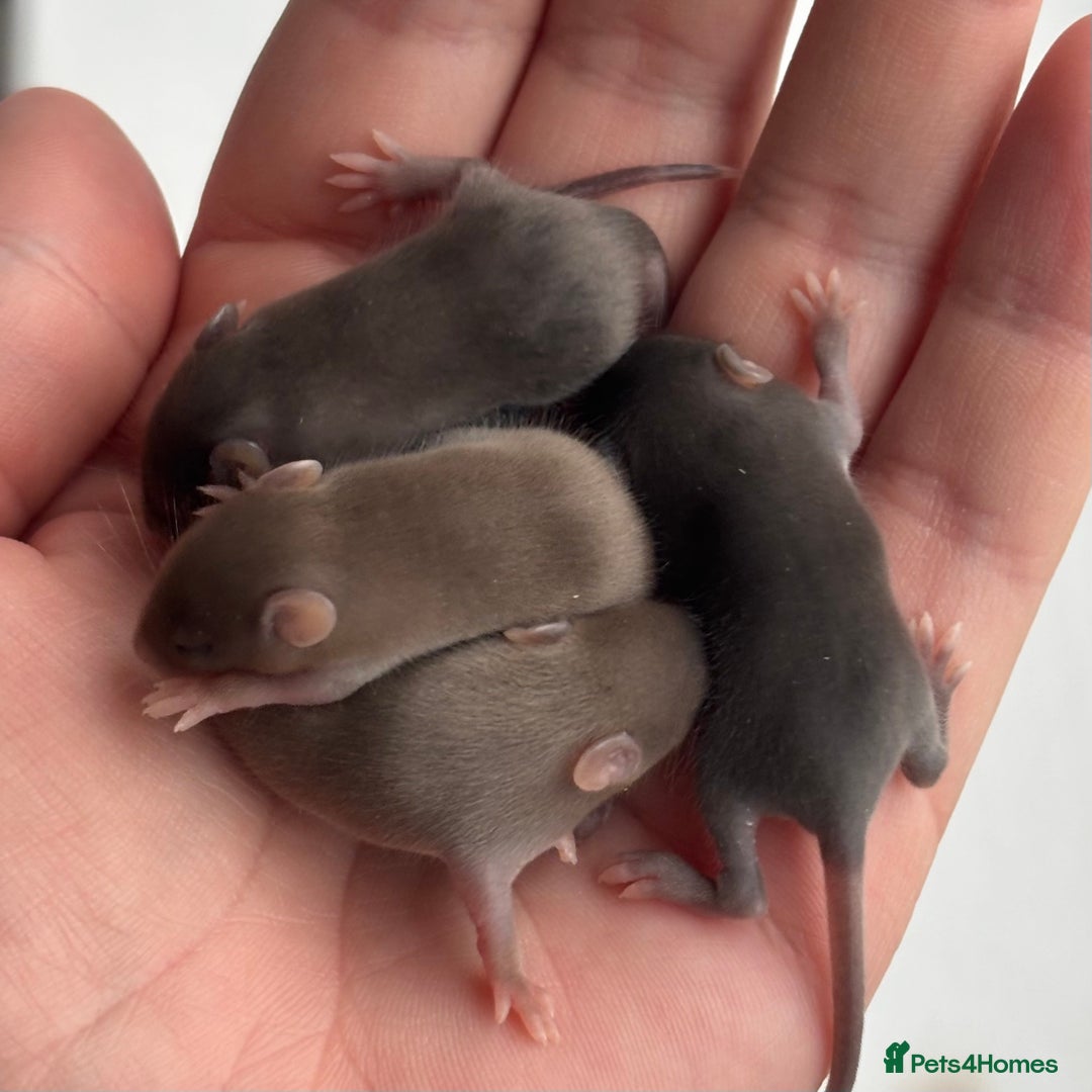 Mouse rodents for sale: Female Mice !!!Only 2 Left!!! - Advert 7