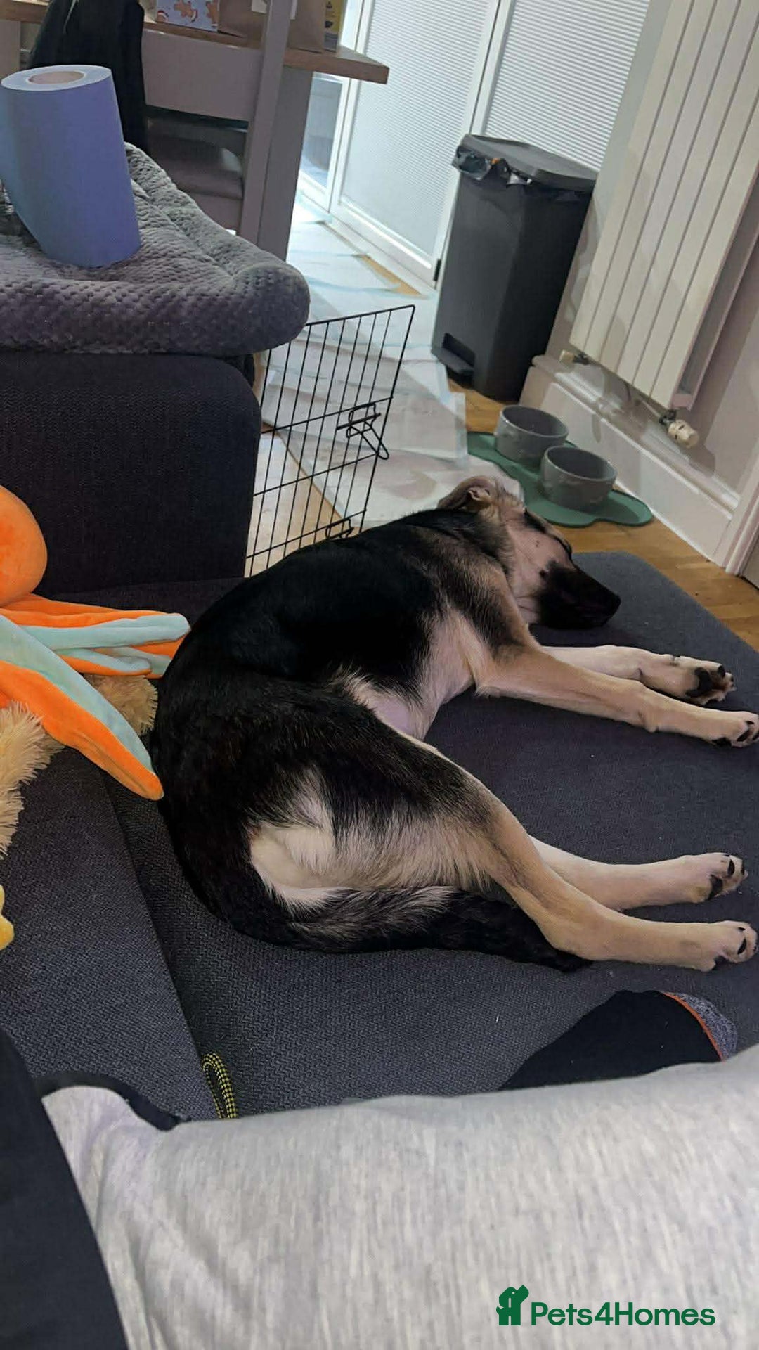 Mixed Breed dogs for adoption: LILY - gentle pup/friendly/good with kids/loving - Advert 8