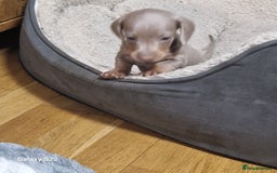 Dachshund dogs for sale: Dachshund puppies  in Driffield - Image 5