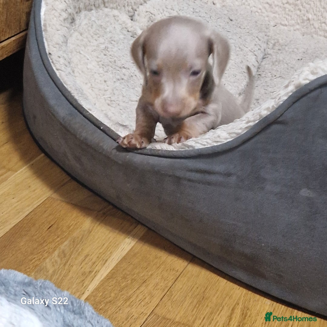 Dachshund dogs for sale: Dachshund puppies  in Driffield - Image 5