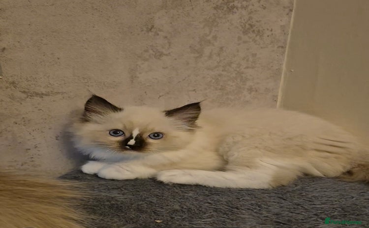 Ragdoll cats - Advert 5