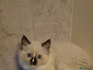 Ragdoll cats - Advert 32